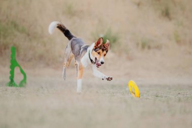 Dog catching flying disk in jump, pet playing outdoors in a park. Sporting event, achievement in sport