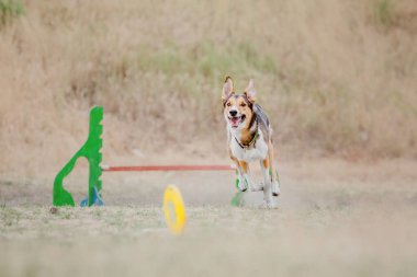 Dog catching flying disk in jump, pet playing outdoors in a park. Sporting event, achievement in sport