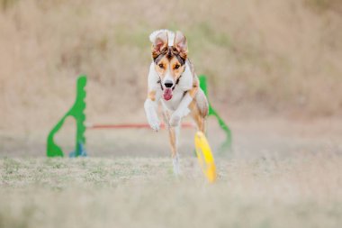 Dog catching flying disk in jump, pet playing outdoors in a park. Sporting event, achievement in sport