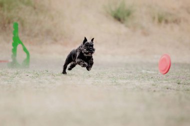 Dog catching flying disk in jump, pet playing outdoors in a park. Sporting event, achievement in sport