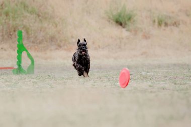 Dog catching flying disk in jump, pet playing outdoors in a park. Sporting event, achievement in sport