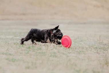 Dog catching flying disk in jump, pet playing outdoors in a park. Sporting event, achievement in sport