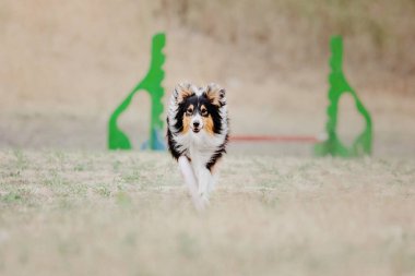 Dog catching flying disk in jump, pet playing outdoors in a park. Sporting event, achievement in sport
