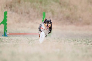 Dog catching flying disk in jump, pet playing outdoors in a park. Sporting event, achievement in sport