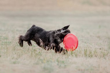 Dog catching flying disk in jump, pet playing outdoors in a park. Sporting event, achievement in sport