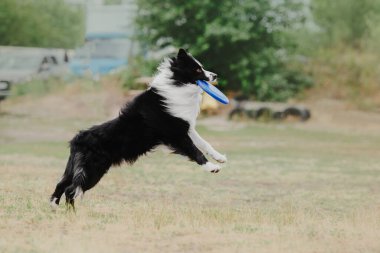 Dog catching flying disk in jump, pet playing outdoors in a park. Sporting event, achievement in sport