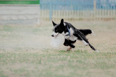 Dog catching flying disk in jump, pet playing outdoors in a park. Sporting event, achievement in sport