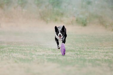 Dog catching flying disk in jump, pet playing outdoors in a park. Sporting event, achievement in sport