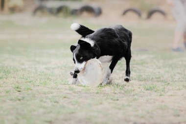 Dog catching flying disk in jump, pet playing outdoors in a park. Sporting event, achievement in sport