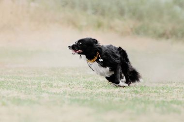 Dog catching flying disk in jump, pet playing outdoors in a park. Sporting event, achievement in sport