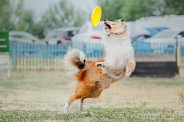 Dog catching flying disk in jump, pet playing outdoors in a park. Sporting event, achievement in sport