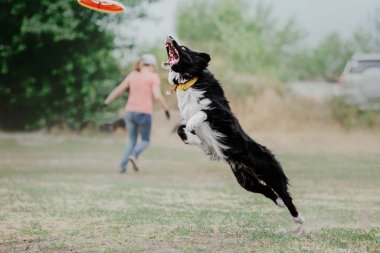 Dog catching flying disk in jump, pet playing outdoors in a park. Sporting event, achievement in sport