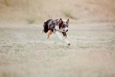 Dog catching flying disk in jump, pet playing outdoors in a park. Sporting event, achievement in sport