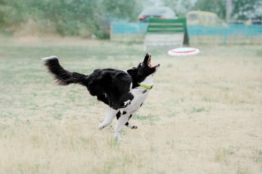 Dog catching flying disk in jump, pet playing outdoors in a park. Sporting event, achievement in sport