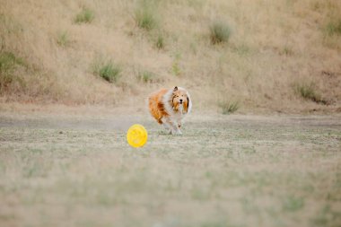 Dog catching flying disk in jump, pet playing outdoors in a park. Sporting event, achievement in sport