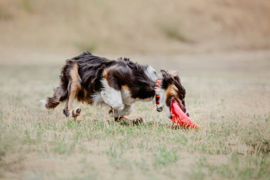 Dog catching flying disk in jump, pet playing outdoors in a park. Sporting event, achievement in sport