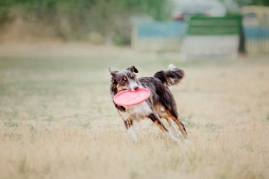 Dog catching flying disk in jump, pet playing outdoors in a park. Sporting event, achievement in sport