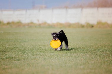 Dog catching flying disk in jump, pet playing outdoors in a park. Sporting event, achievement in sport
