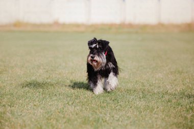 Dog catching flying disk in jump, pet playing outdoors in a park. Sporting event, achievement in sport
