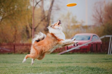 Dog catching flying disk in jump, pet playing outdoors in a park. Sporting event, achievement in sport
