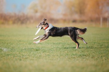 Dog catching flying disk in jump, pet playing outdoors in a park. Sporting event, achievement in sport