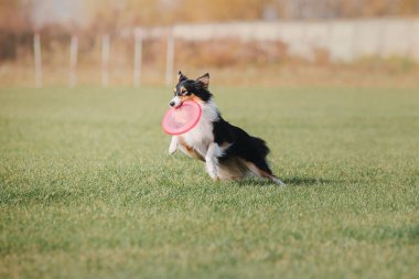 Dog catching flying disk in jump, pet playing outdoors in a park. Sporting event, achievement in sport