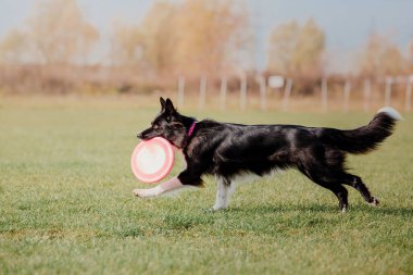 Dog catching flying disk in jump, pet playing outdoors in a park. Sporting event, achievement in sport