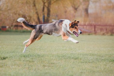 Dog catching flying disk in jump, pet playing outdoors in a park. Sporting event, achievement in sport