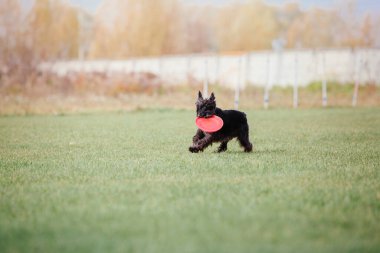 Dog catching flying disk in jump, pet playing outdoors in a park. Sporting event, achievement in sport