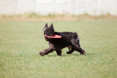Dog catching flying disk in jump, pet playing outdoors in a park. Sporting event, achievement in sport
