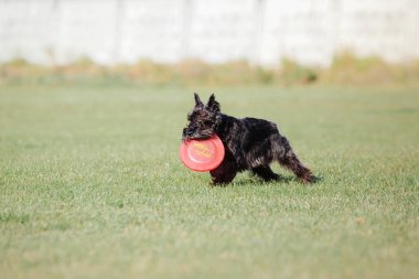Dog catching flying disk in jump, pet playing outdoors in a park. Sporting event, achievement in sport