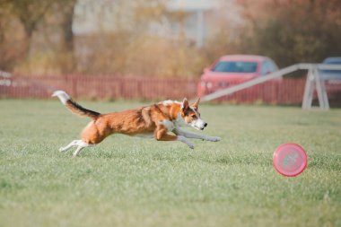 Dog catching flying disk in jump, pet playing outdoors in a park. Sporting event, achievement in sport