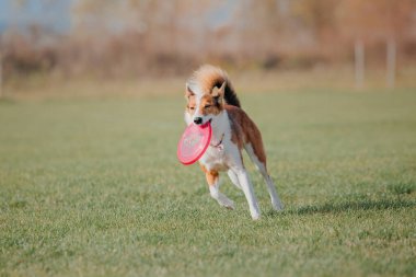 Dog catching flying disk in jump, pet playing outdoors in a park. Sporting event, achievement in sport