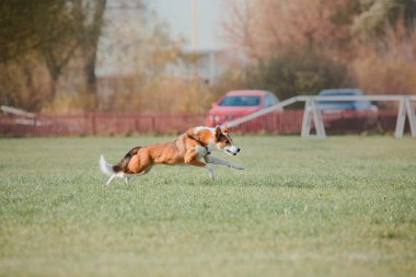 Dog catching flying disk in jump, pet playing outdoors in a park. Sporting event, achievement in sport