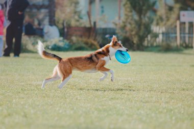 Dog catching flying disk in jump, pet playing outdoors in a park. Sporting event, achievement in sport