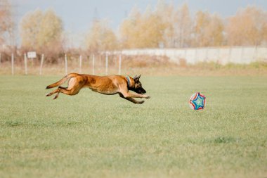 Dog catching flying disk in jump, pet playing outdoors in a park. Sporting event, achievement in sport
