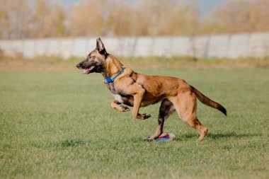 Dog catching flying disk in jump, pet playing outdoors in a park. Sporting event, achievement in sport