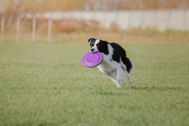 Dog catching flying disk in jump, pet playing outdoors in a park. Sporting event, achievement in sport