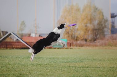 Dog catching flying disk in jump, pet playing outdoors in a park. Sporting event, achievement in sport