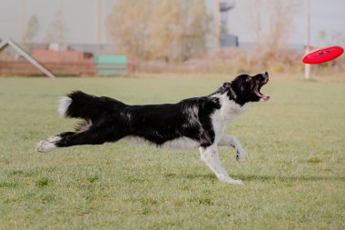 Dog catching flying disk in jump, pet playing outdoors in a park. Sporting event, achievement in sport