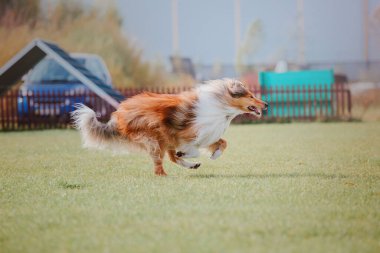 Dog catching flying disk in jump, pet playing outdoors in a park. Sporting event, achievement in sport