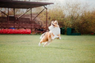 Dog catching flying disk in jump, pet playing outdoors in a park. Sporting event, achievement in sport