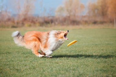 Dog catching flying disk in jump, pet playing outdoors in a park. Sporting event, achievement in sport