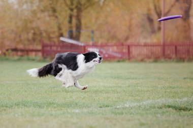 Dog catching flying disk in jump, pet playing outdoors in a park. Sporting event, achievement in sport