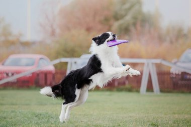 Dog catching flying disk in jump, pet playing outdoors in a park. Sporting event, achievement in sport