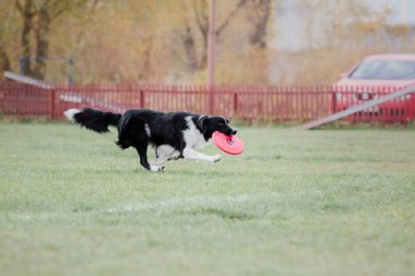 Dog catching flying disk in jump, pet playing outdoors in a park. Sporting event, achievement in sport