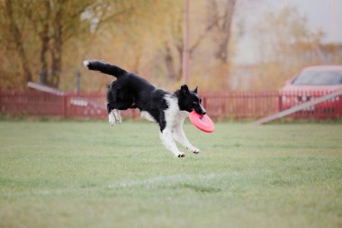 Dog catching flying disk in jump, pet playing outdoors in a park. Sporting event, achievement in sport