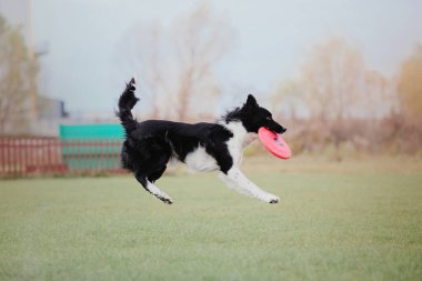 Dog catching flying disk in jump, pet playing outdoors in a park. Sporting event, achievement in sport