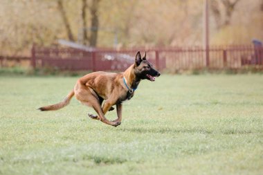 Dog catching flying disk in jump, pet playing outdoors in a park. Sporting event, achievement in sport