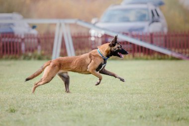 Dog catching flying disk in jump, pet playing outdoors in a park. Sporting event, achievement in sport
